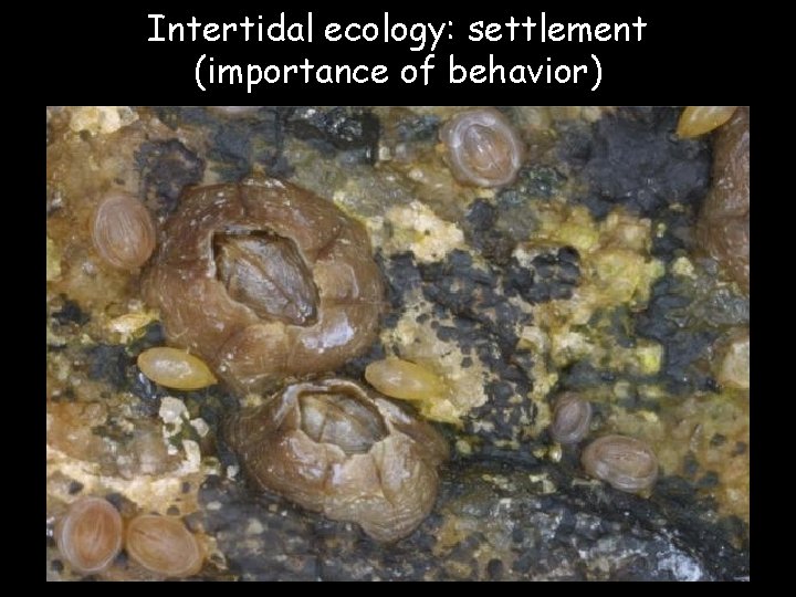Intertidal ecology: settlement (importance of behavior) 