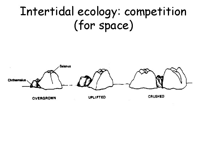 Intertidal ecology: competition (for space) 