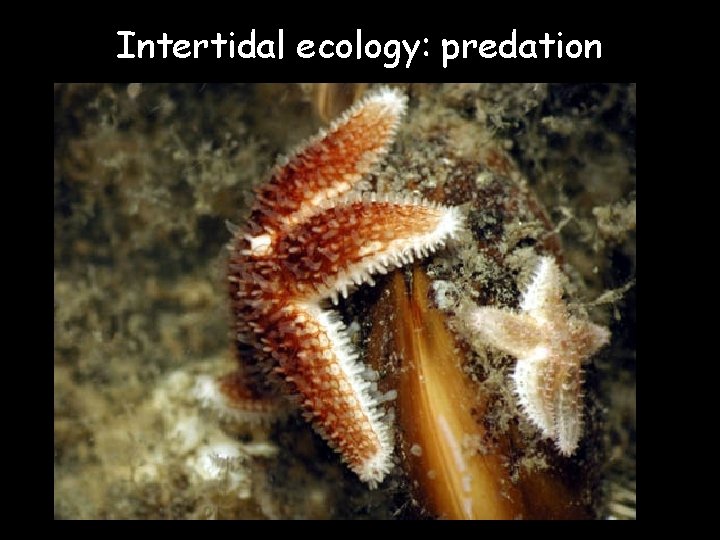 Intertidal ecology: predation 