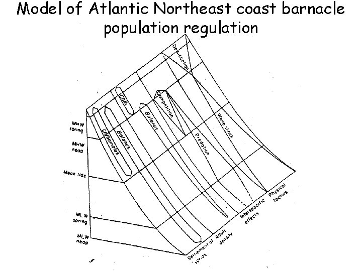 Model of Atlantic Northeast coast barnacle population regulation 