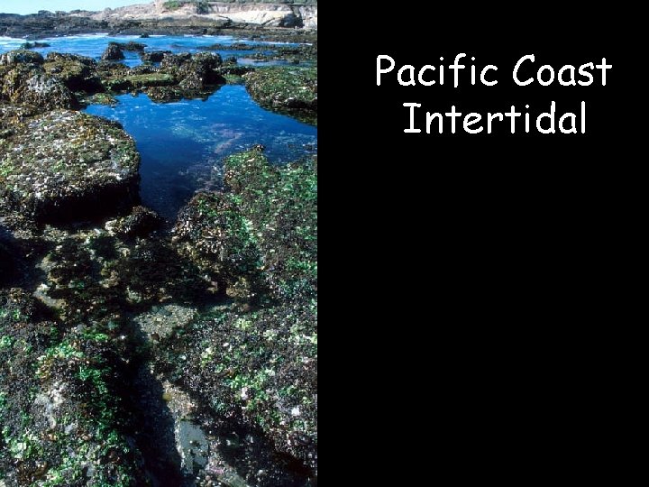 Pacific Coast Intertidal 