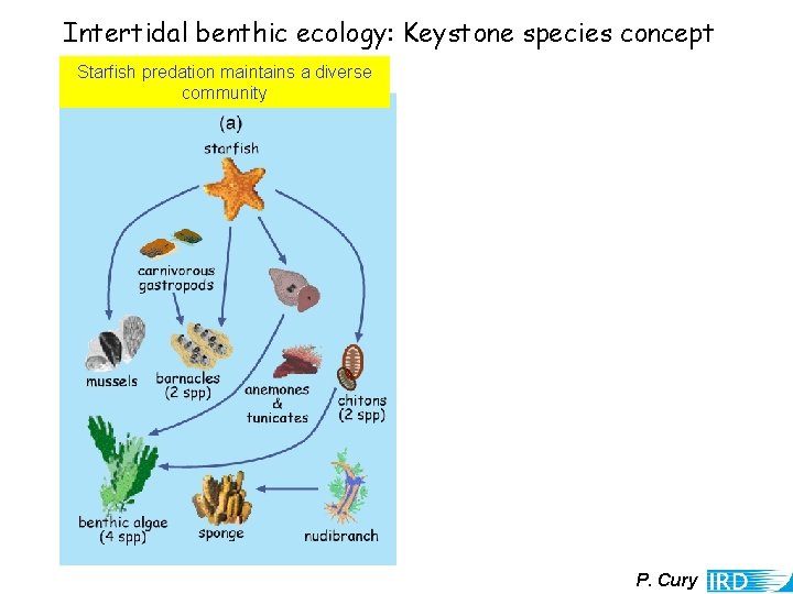 Intertidal benthic ecology: Keystone species concept Starfish predation maintains a diverse community Removal of