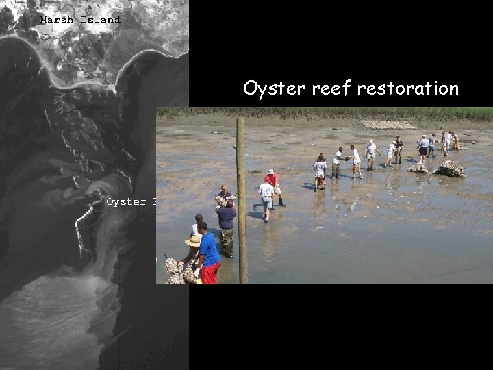 Oyster reef restoration 