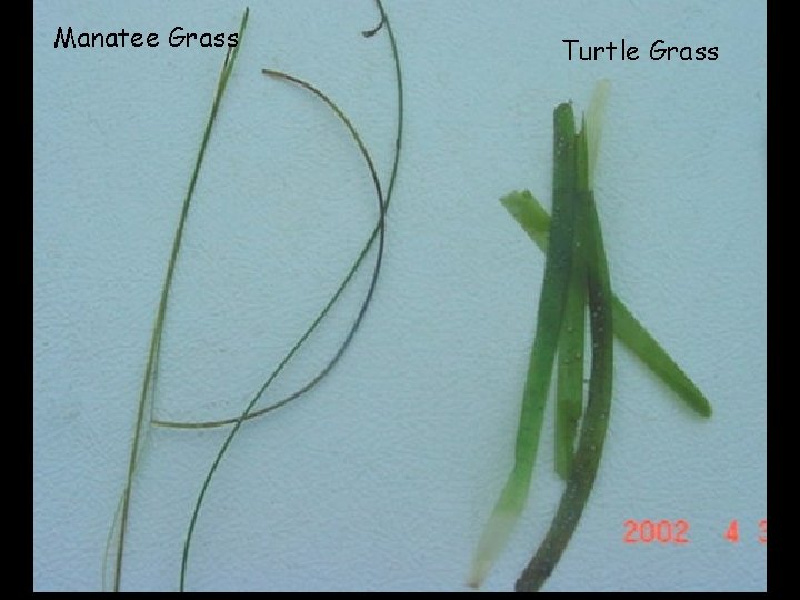 Manatee Grass Turtle Grass 