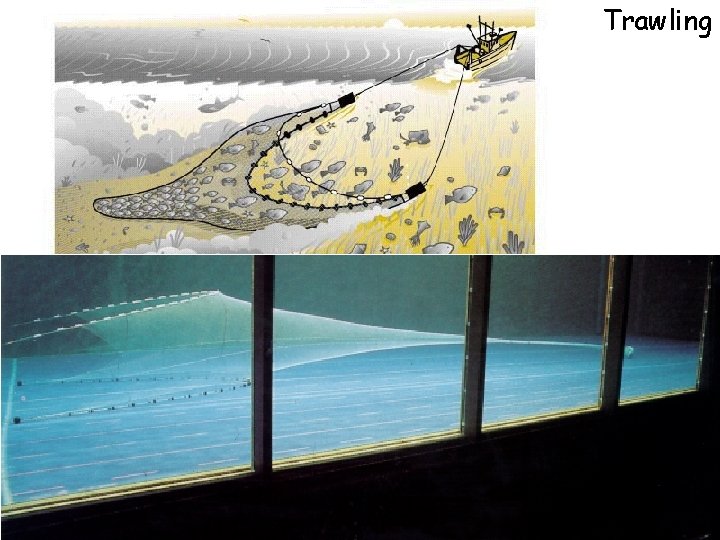 Trawling 