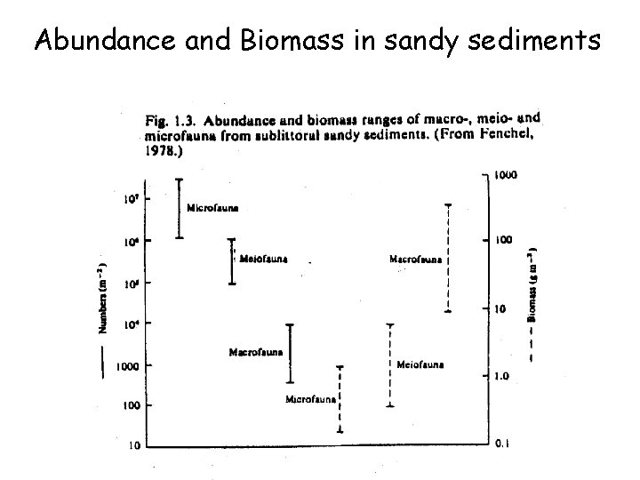 Abundance and Biomass in sandy sediments 
