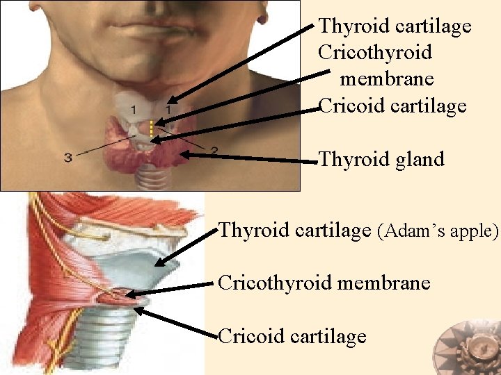 Thyroid cartilage Cricothyroid membrane Cricoid cartilage Thyroid gland Thyroid cartilage (Adam’s apple) Cricothyroid membrane