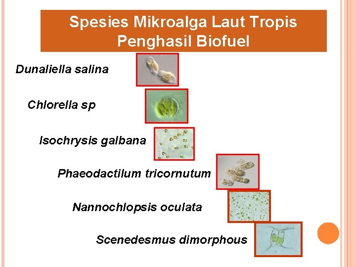 Spesies Mikroalga Laut Tropis Penghasil Biofuel Dunaliella salina Chlorella sp Isochrysis galbana Phaeodactilum tricornutum Spesies Mikroalga Laut Tropis Penghasil Biofuel Dunaliella salina Chlorella sp Isochrysis galbana Phaeodactilum tricornutum