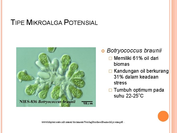 TIPE MIKROALGA POTENSIAL Botryococcus braunii Memiliki 61% oil dari biomas � Kandungan oil berkurang TIPE MIKROALGA POTENSIAL Botryococcus braunii Memiliki 61% oil dari biomas � Kandungan oil berkurang