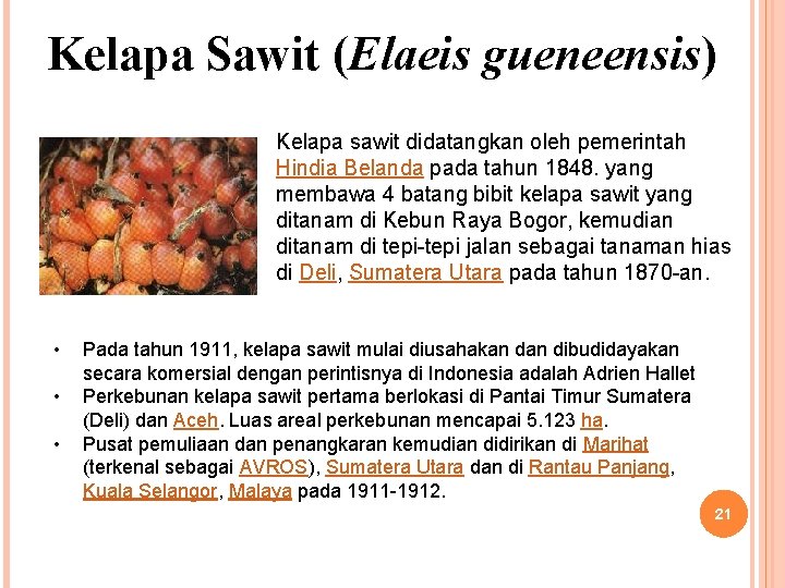 Kelapa Sawit (Elaeis gueneensis) Kelapa sawit didatangkan oleh pemerintah Hindia Belanda pada tahun 1848.