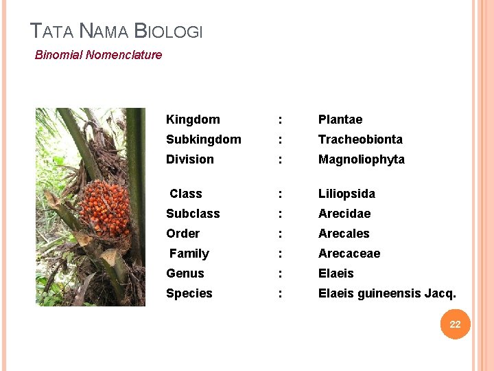 TATA NAMA BIOLOGI Binomial Nomenclature Kingdom : Plantae Subkingdom : Tracheobionta Division : Magnoliophyta