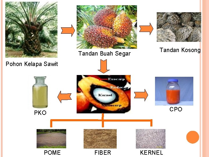 Tandan Buah Segar Tandan Kosong Pohon Kelapa Sawit CPO PKO POME FIBER KERNEL 