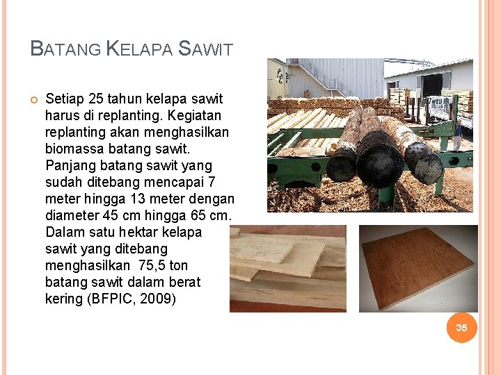 BATANG KELAPA SAWIT Setiap 25 tahun kelapa sawit harus di replanting. Kegiatan replanting akan