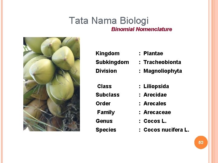 Tata Nama Biologi Binomial Nomenclature Kingdom : Plantae Subkingdom : Tracheobionta Division : Magnoliophyta