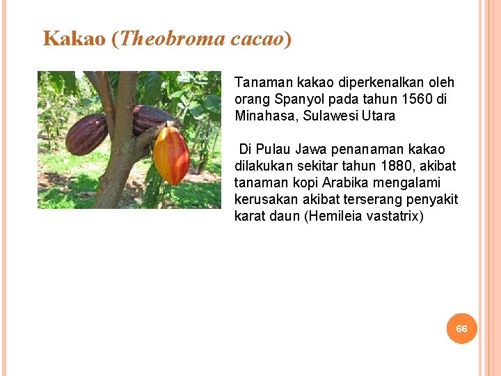 Kakao (Theobroma cacao) Tanaman kakao diperkenalkan oleh orang Spanyol pada tahun 1560 di Minahasa,