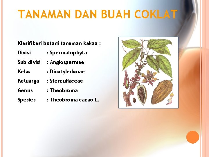 TANAMAN DAN BUAH COKLAT Klasifikasi botani tanaman kakao : Divisi : Spermatophyta Sub divisi