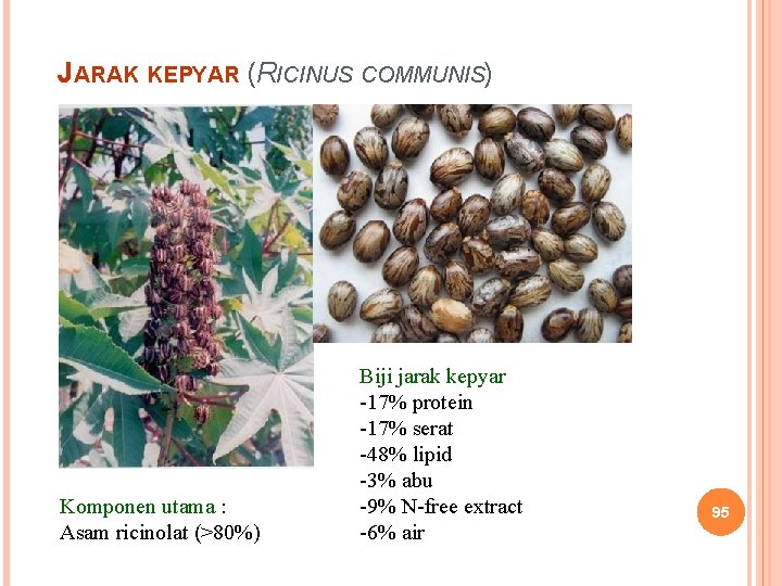 JARAK KEPYAR (RICINUS COMMUNIS) Komponen utama : Asam ricinolat (>80%) Biji jarak kepyar -17%