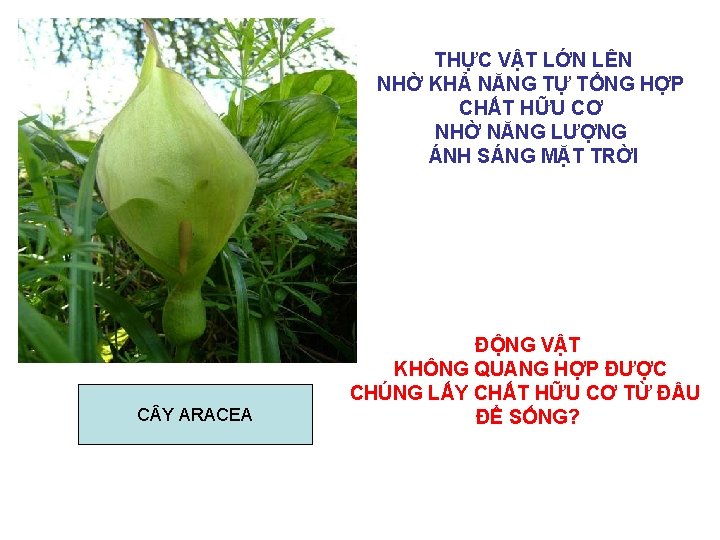 THỰC VẬT LỚN LÊN NHỜ KHẢ NĂNG TỰ TỔNG HỢP CHẤT HỮU CƠ NHỜ THỰC VẬT LỚN LÊN NHỜ KHẢ NĂNG TỰ TỔNG HỢP CHẤT HỮU CƠ NHỜ