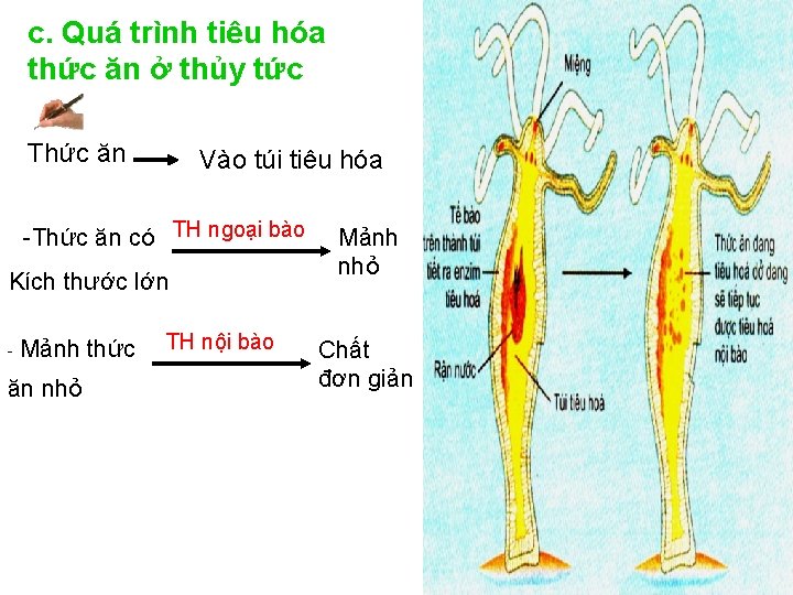 c. Quá trình tiêu hóa thức ăn ở thủy tức Thức ăn Vào túi c. Quá trình tiêu hóa thức ăn ở thủy tức Thức ăn Vào túi
