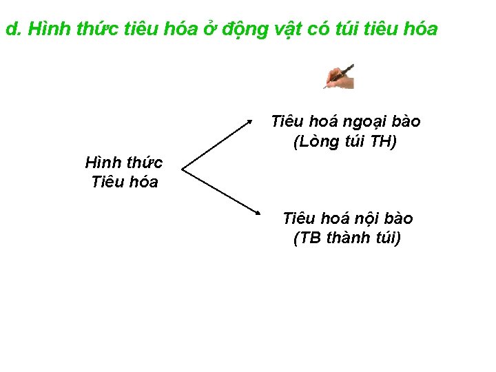 d. Hình thức tiêu hóa ở động vật có túi tiêu hóa Tiêu hoá d. Hình thức tiêu hóa ở động vật có túi tiêu hóa Tiêu hoá