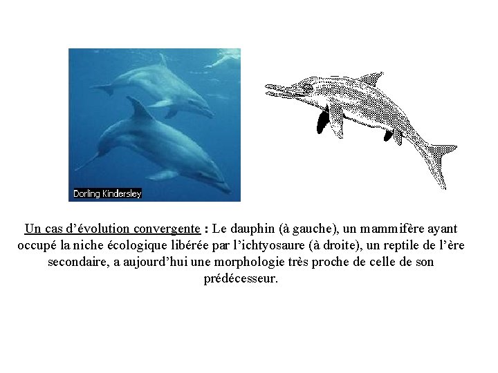 Un cas d’évolution convergente : Le dauphin (à gauche), un mammifère ayant occupé la