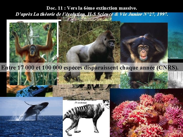 Doc. 11 : Vers la 6ème extinction massive. D’après La théorie de l’évolution, H-S