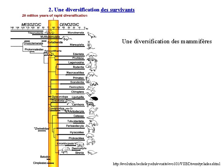 2. Une diversification des survivants Une diversification des mammifères http: //evolution. berkeley. edu/evosite/evo 101/VIIBDiversityclades.