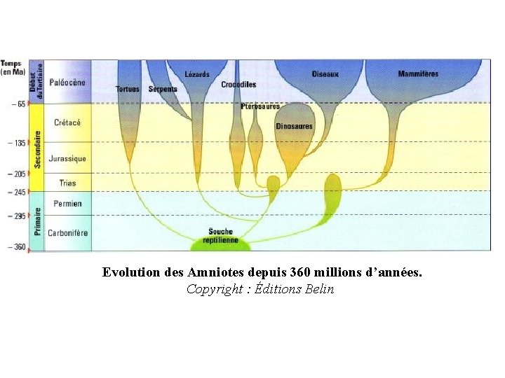 Evolution des Amniotes depuis 360 millions d’années. Copyright : Éditions Belin 