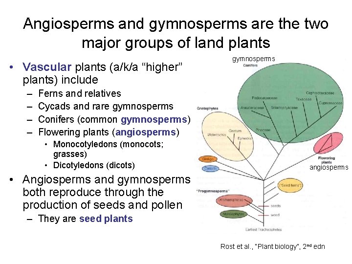 Angiosperms and gymnosperms are the two major groups of land plants • Vascular plants