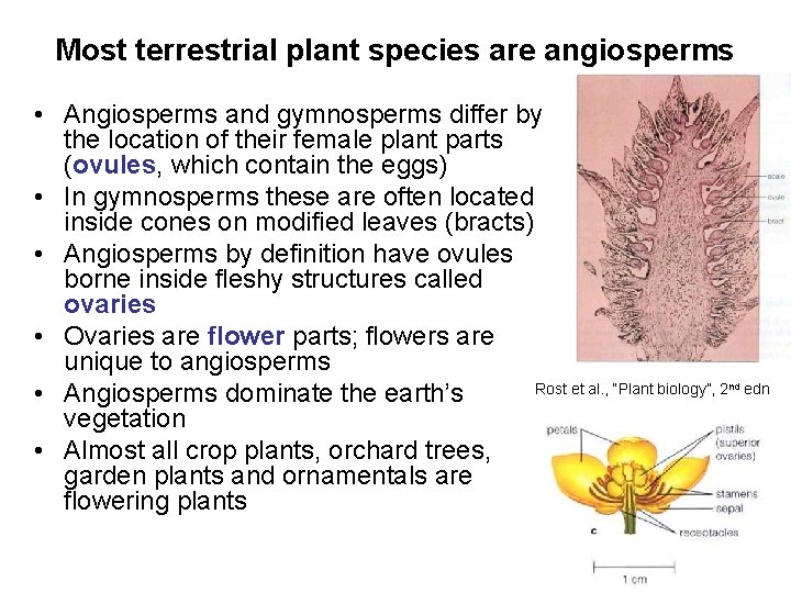 Most terrestrial plant species are angiosperms • Angiosperms and gymnosperms differ by the location