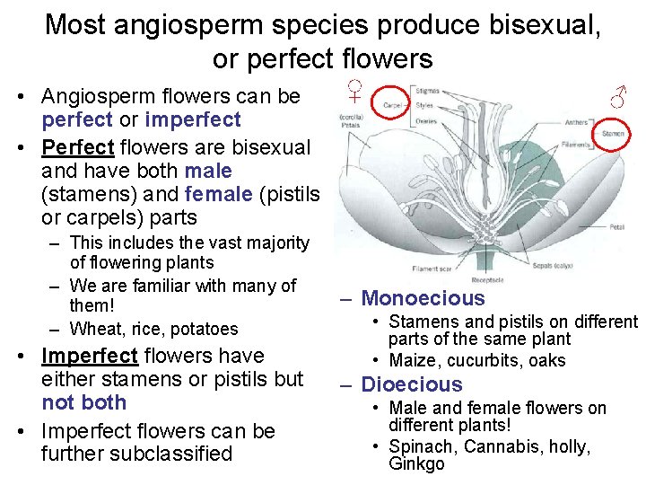 Most angiosperm species produce bisexual, or perfect flowers • Angiosperm flowers can be perfect