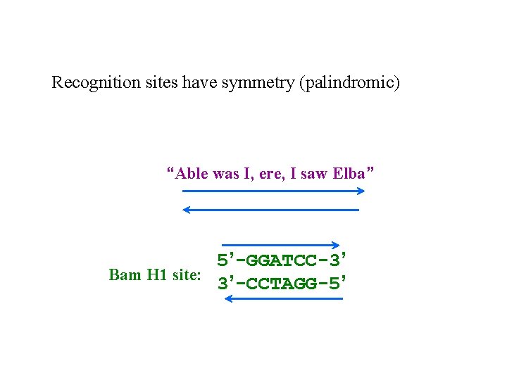 Recognition sites have symmetry (palindromic) “Able was I, ere, I saw Elba” 5’-GGATCC-3’ Bam