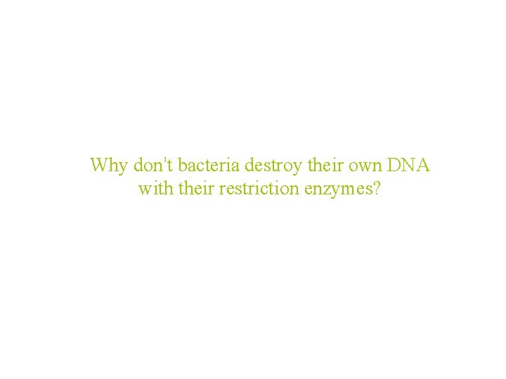 Why don’t bacteria destroy their own DNA with their restriction enzymes? 