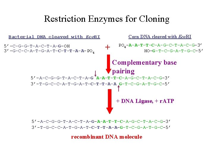 Restriction Enzymes for Cloning Corn DNA cleaved with Eco. RI Bacterial DNA cleaved with