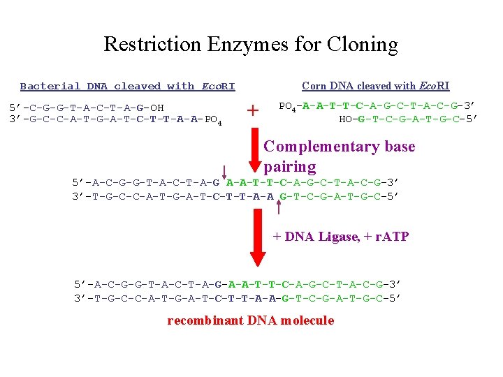 Restriction Enzymes for Cloning Corn DNA cleaved with Eco. RI Bacterial DNA cleaved with