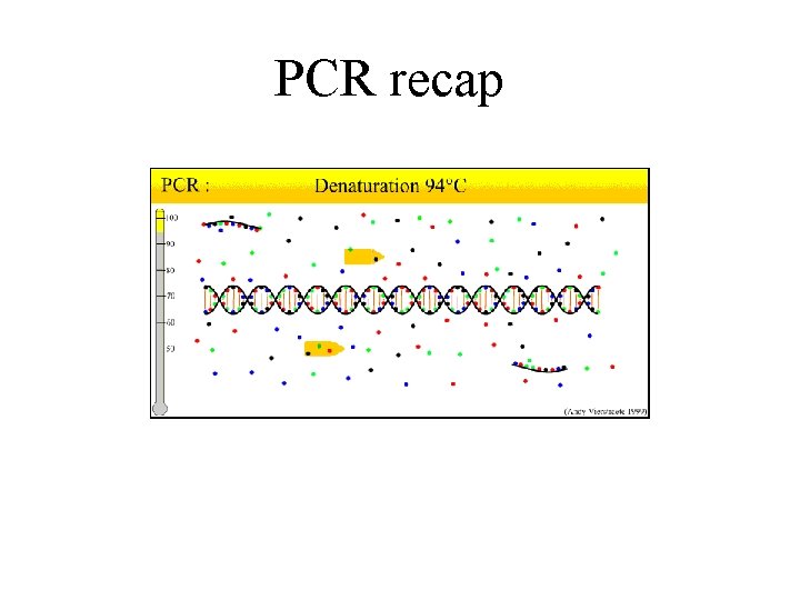 PCR recap 