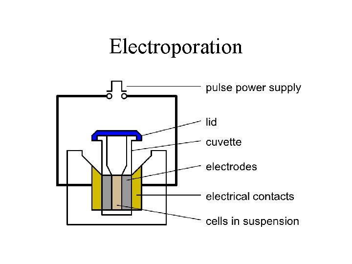 Electroporation 
