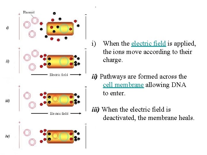 i) When the electric field is applied, the ions move according to their charge.