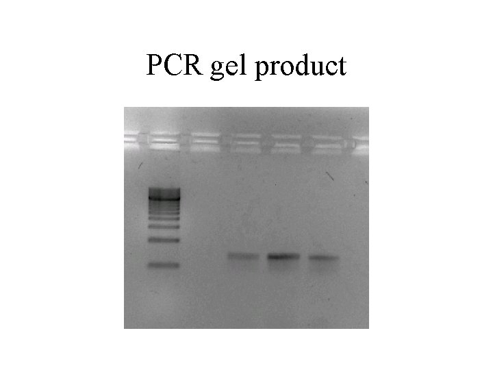 PCR gel product 