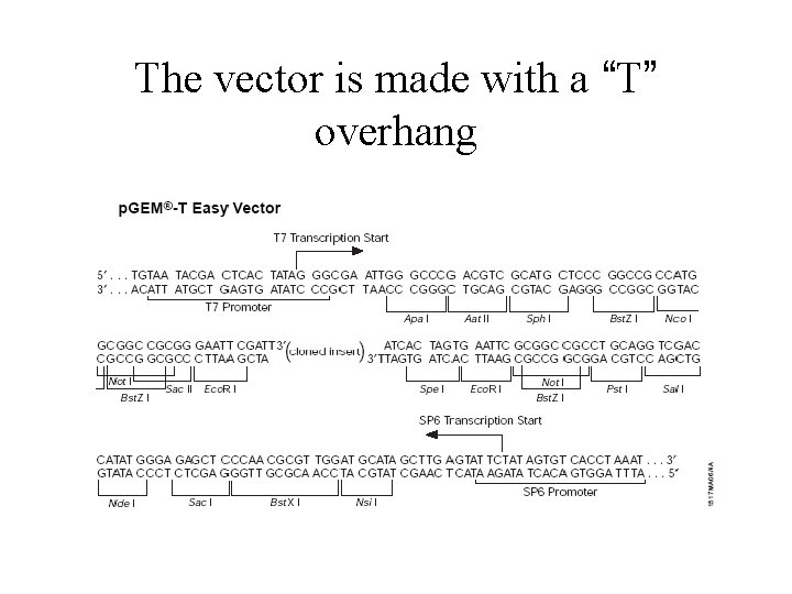 The vector is made with a “T” overhang 