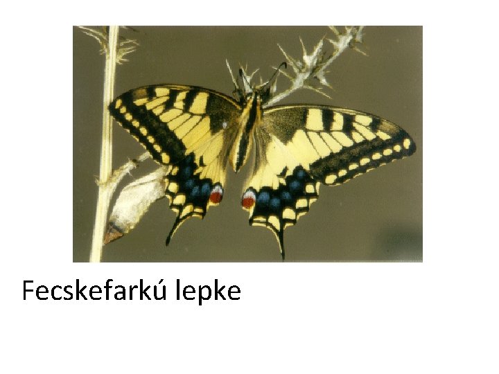 Fecskefarkú lepke 