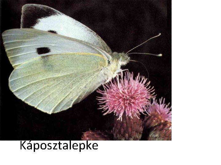 Káposztalepke 