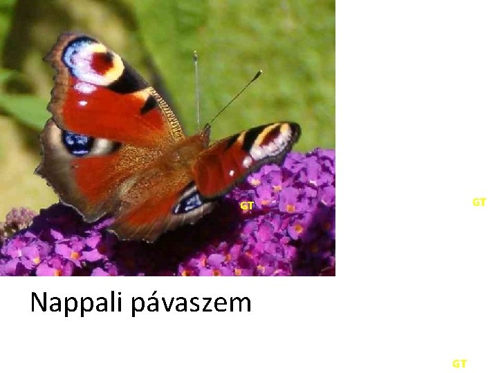 GT GT Nappali pávaszem GT 