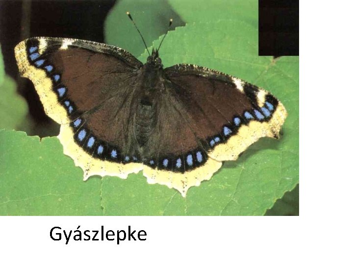 Gyászlepke 