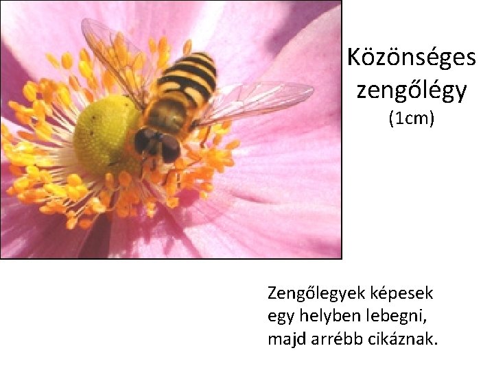 Közönséges zengőlégy (1 cm) Zengőlegyek képesek egy helyben lebegni, majd arrébb cikáznak. 