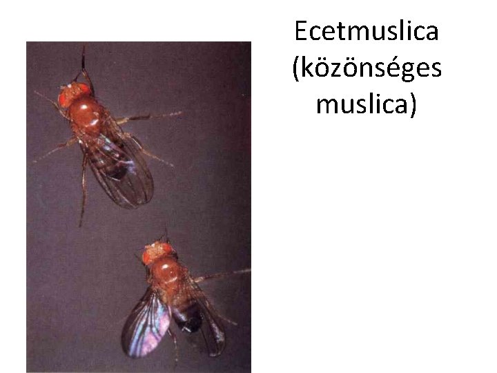 Ecetmuslica (közönséges muslica) 