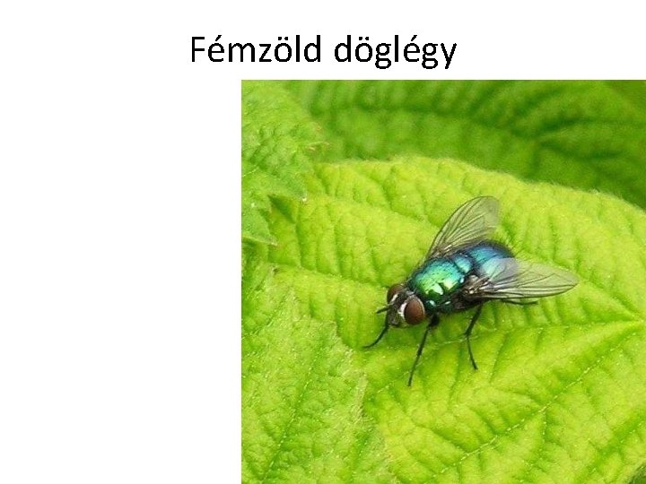 Fémzöld döglégy 