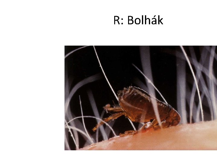 R: Bolhák 