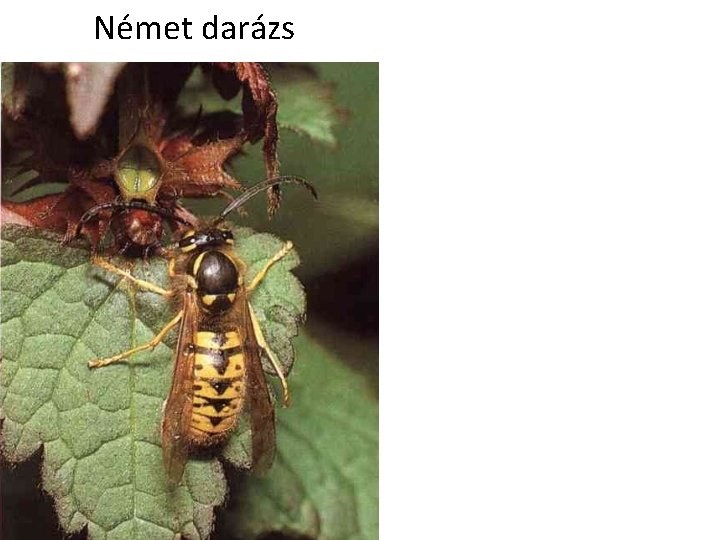 Német darázs 