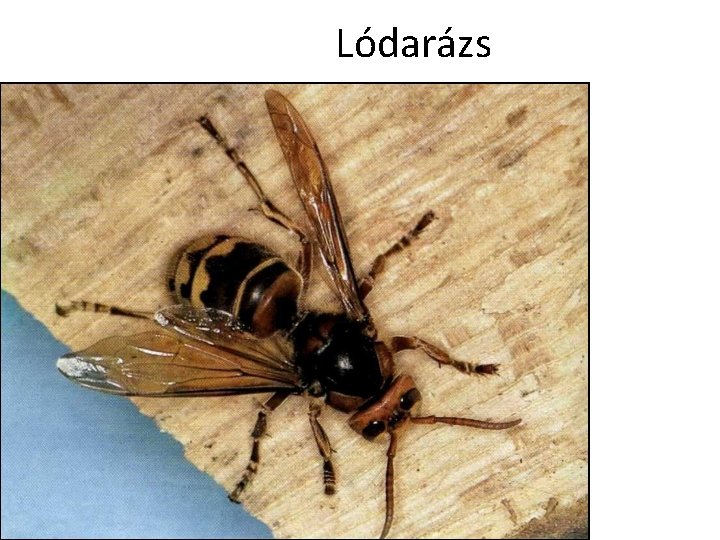 Lódarázs 